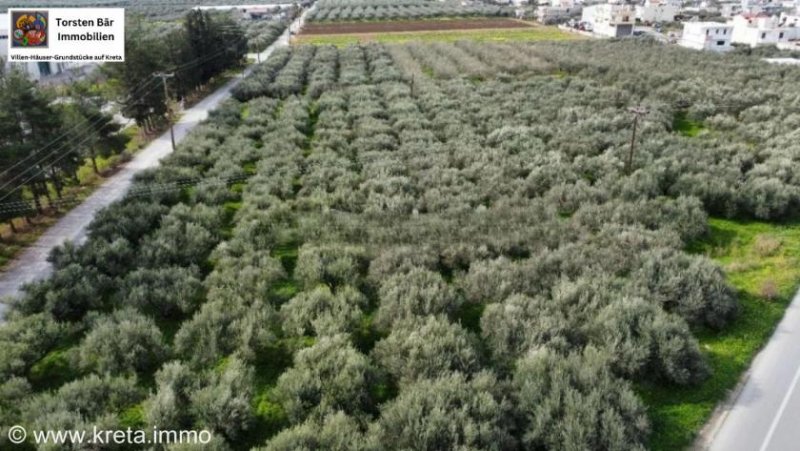 Kaparianna Kreta, Kaparianna Olivenhain 13.000m² zu verkaufen Grundstück kaufen